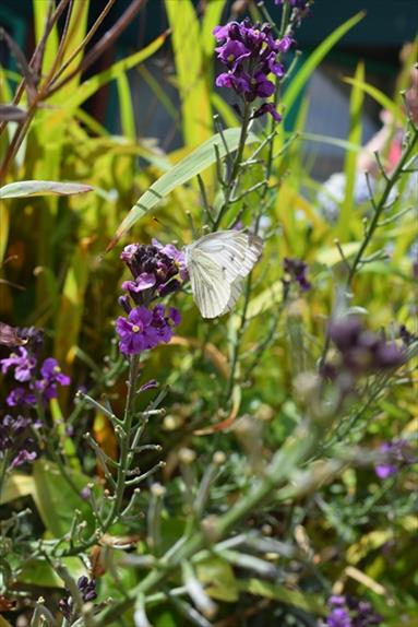 Butterfly at Turnpike