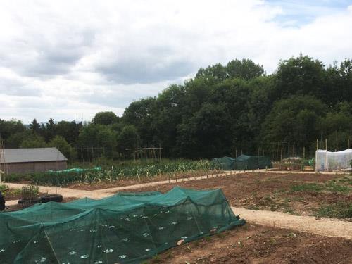 Highley allotment 3